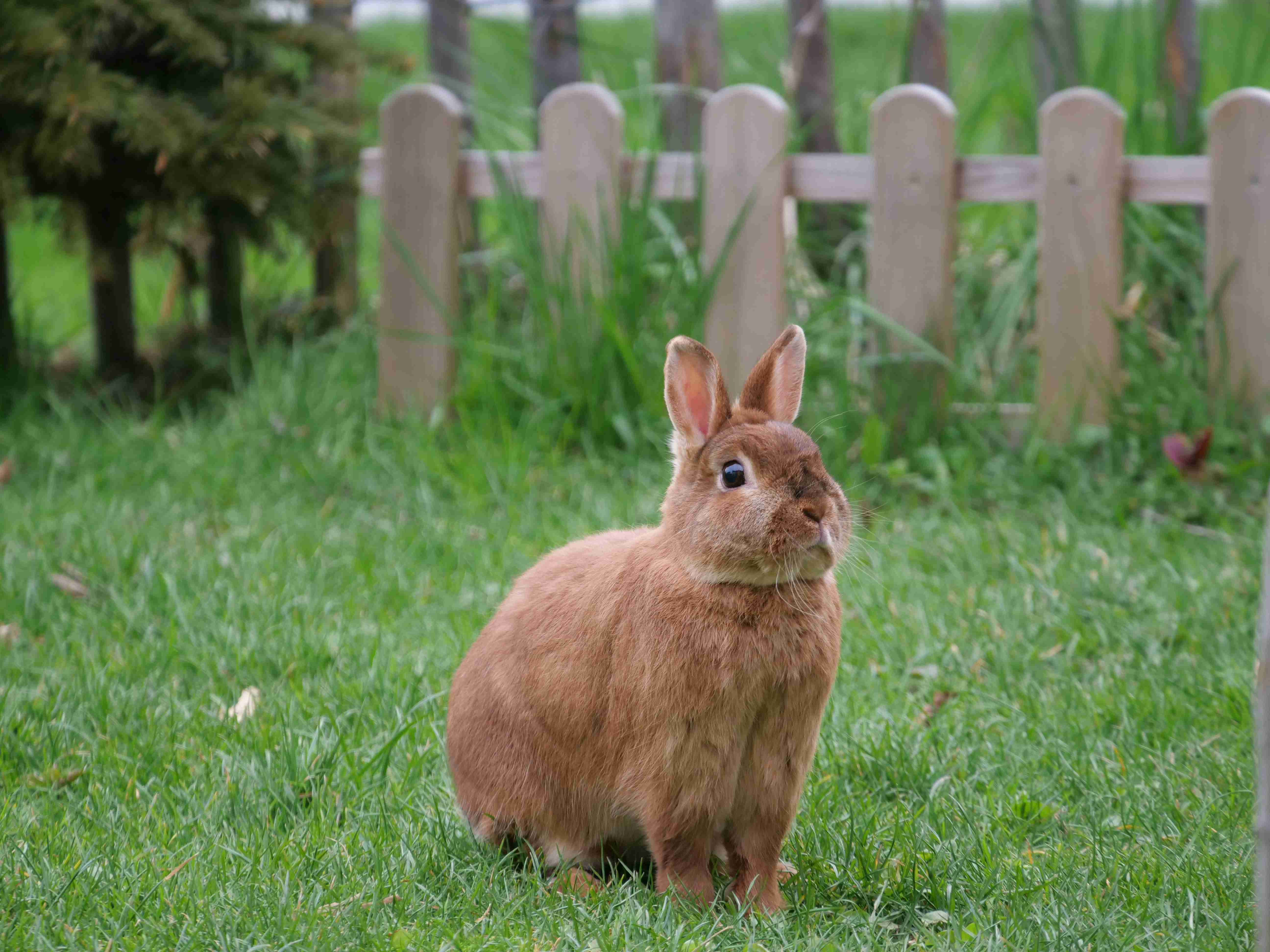 Your Guide to Rabbit Health: How Often Should You Take Your Pet Rabbit to the Vet?